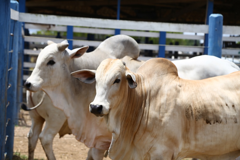 Sergipe se prepara para a segunda etapa da campanha de vacinação contra a febre aftosa
