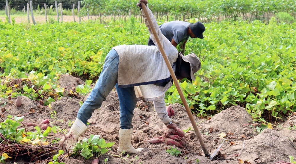 Produção de batata-doce nos perímetros irrigados estaduais em 2023 já superou todo o ano de 2022