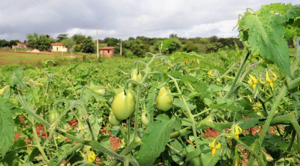 Tomaticultura na irrigação estadual do sertão cresceu 84% de janeiro a setembro  
