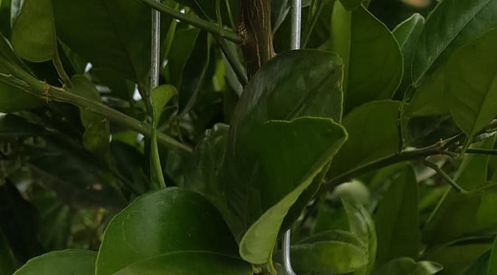 Ministério da Agricultura alerta para ameaça da mosca-da-carambola