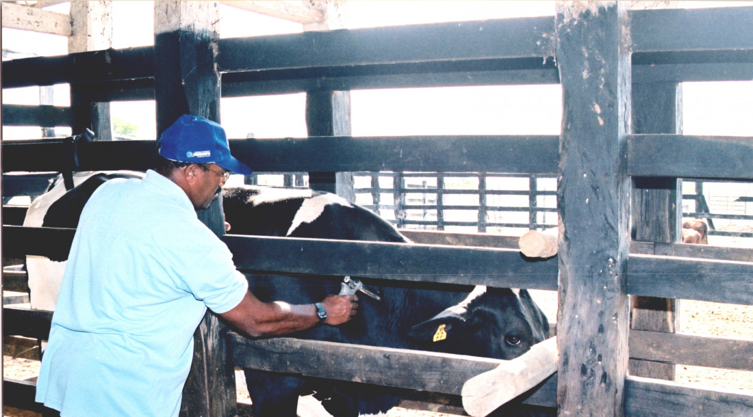 Campanha contra febre aftosa em Sergipe entra na reta final