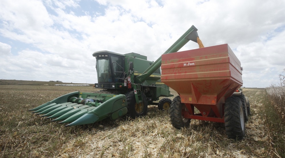 Sergipe terá safra recorde de milho em 2023