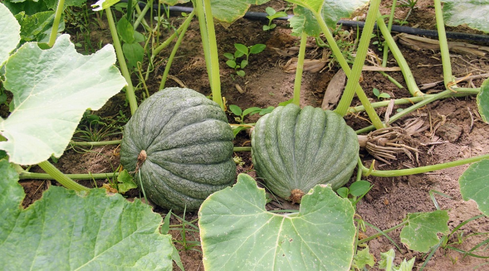 Abóbora cultivada em perímetros irrigados do Governo do Estado aumenta produção em Lagarto e abastece indústria de sementes em Canindé