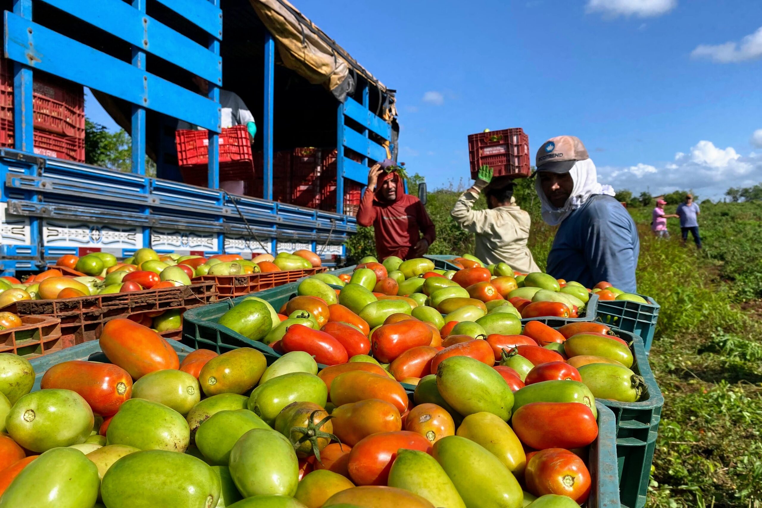 Produção de tomate irrigado aumentou 160% em perímetros de Sergipe 