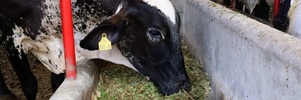 Perímetro irrigado do Governo do Estado fornece produtos para alimentação animal em Lagarto