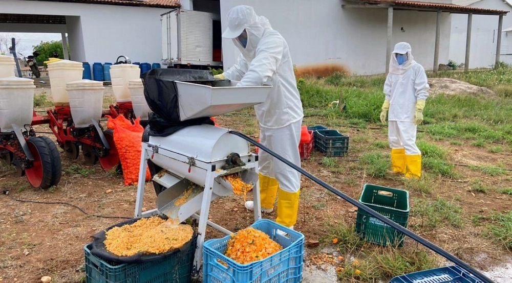 Sementes produzidas na irrigação pública de Canindé começam a ser beneficiadas