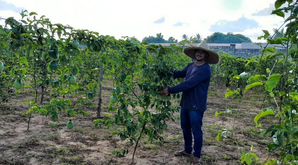 Técnicos do Governo do Estado combatem doença provocada por fungos em pomares irrigados em Lagarto