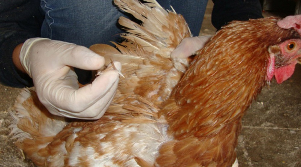 Emdagro inicia inquéritos epidemiológicos em Sergipe para garantir saúde animal e segurança alimentar