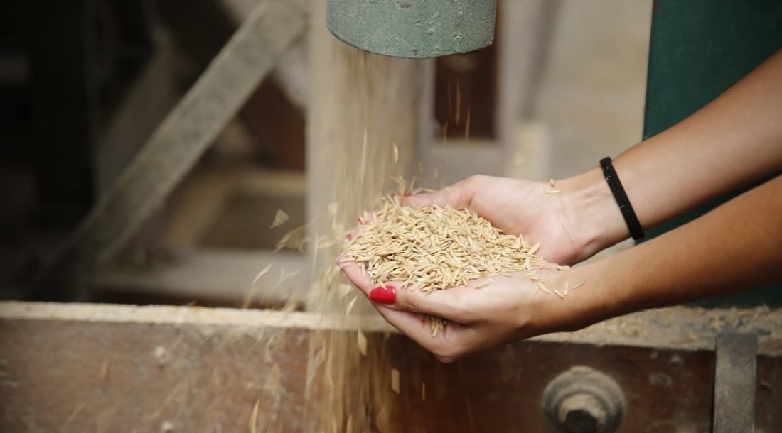 Secretarias da Agricultura de Sergipe e Alagoas debatem o fortalecimento da cultura do arroz