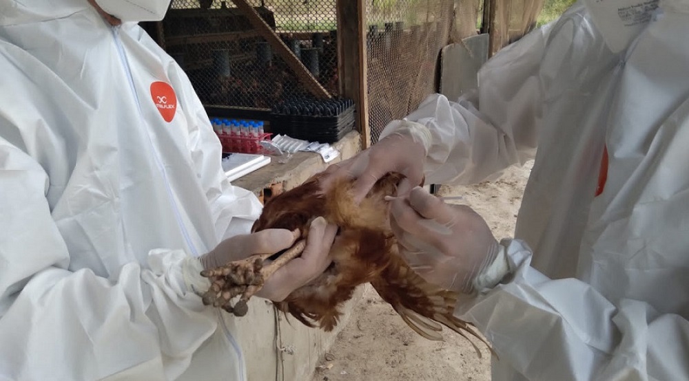 Portaria da Emdagro proíbe eventos com aglomerações de aves em Sergipe