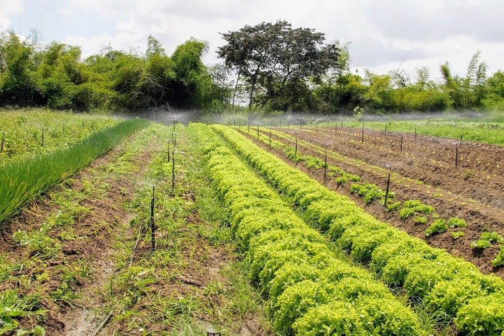 Coderse comemora 41 anos de serviços e desenvolvimento do meio rural sergipano 