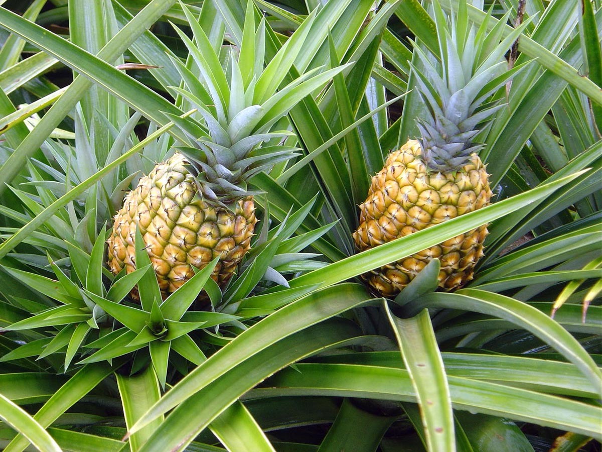 Emdagro e parceiros buscam soluções para combate à fusariose no cultivo de abacaxi