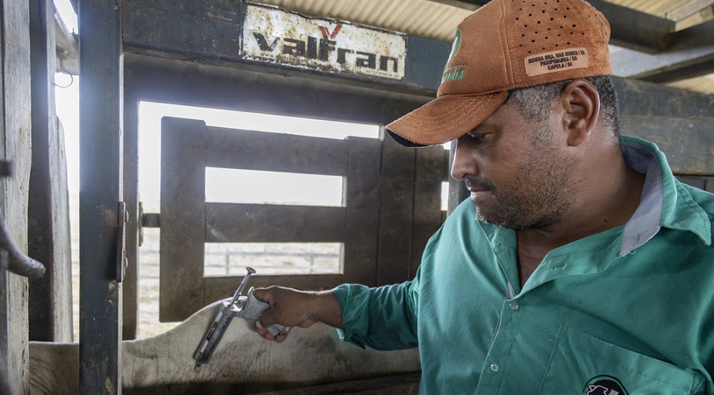 Título de zona livre da febre aftosa sem vacinação em Sergipe reforça qualidade do rebanho bovino do estado