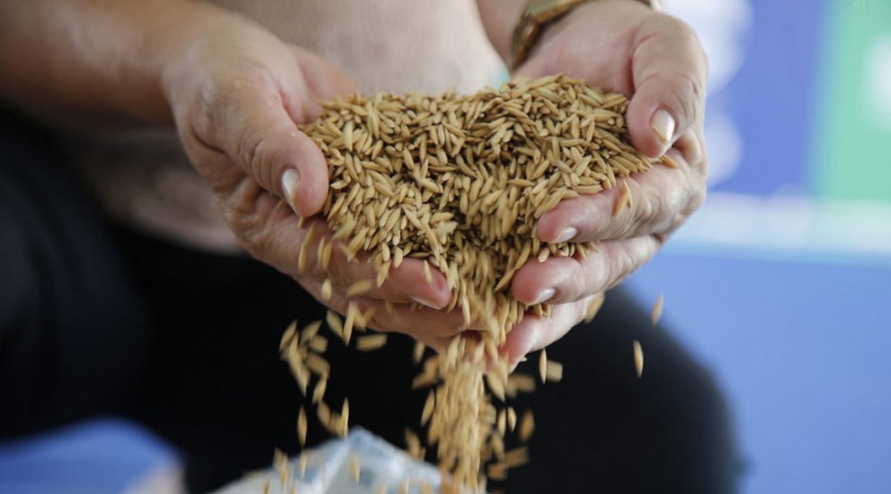 Produtores do baixo São Francisco comemoram entrega de sementes de arroz
