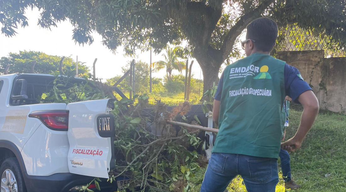 Emdagro realiza fiscalização para combater mudas clandestinas em Sergipe