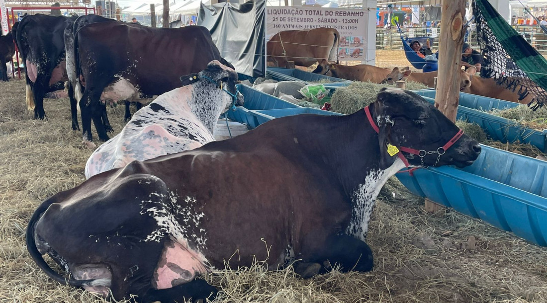 Emdagro recepcionou mais de 500 animais que participam da Expo Glória
