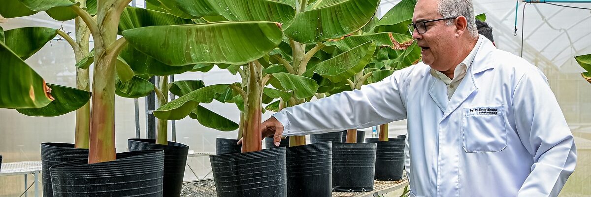 Emdagro desenvolve pesquisa pioneira para controle biológico do moleque-da-bananeira