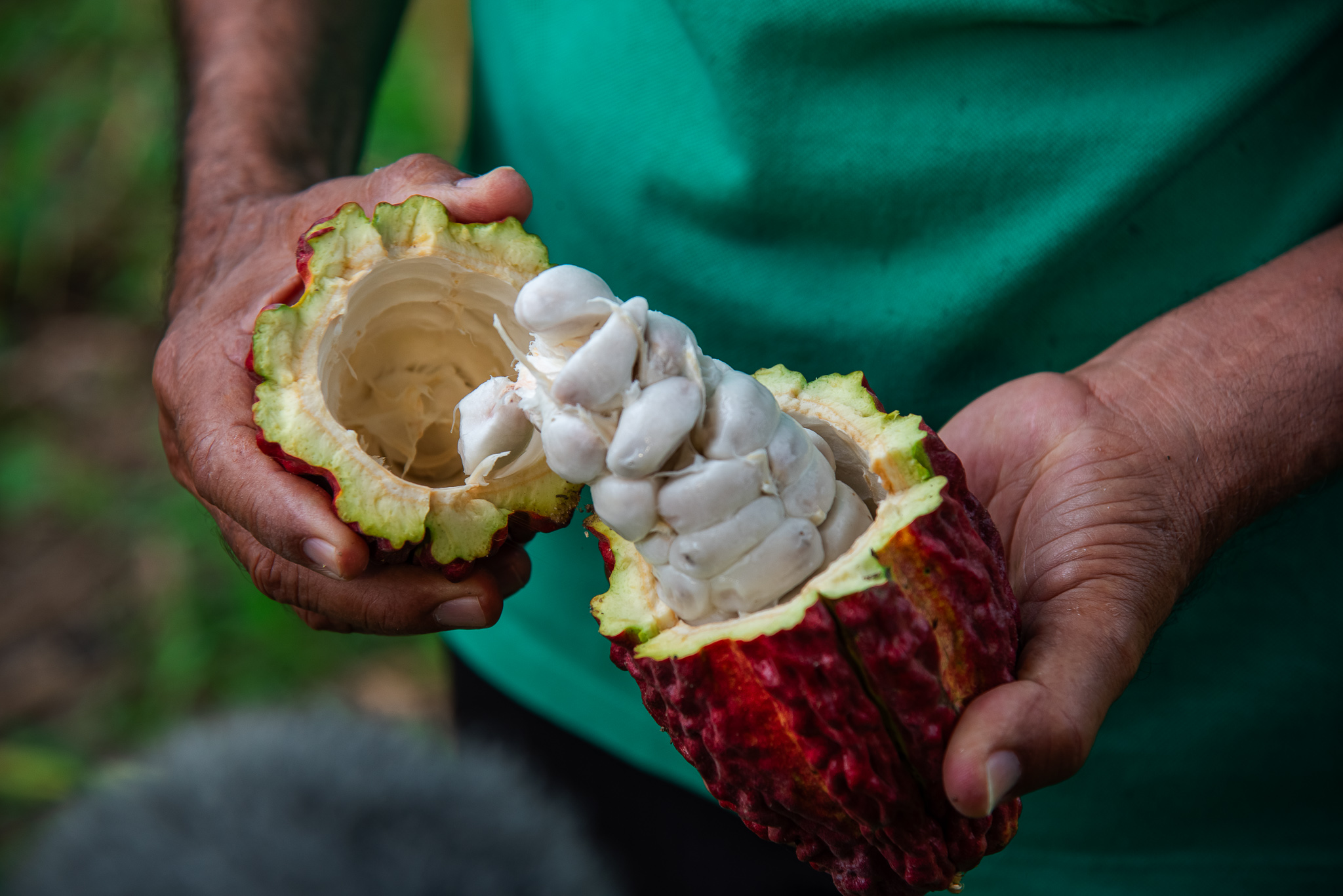 Pequenos agricultores ampliam produção de cacau em Sergipe com apoio do Governo do Estado