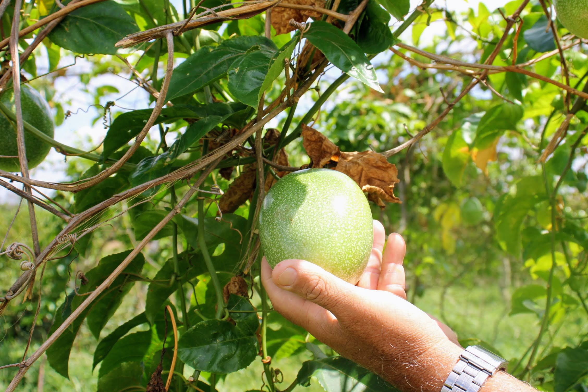 Produção anual de maracujá na irrigação pública aumentou 161% em 2024