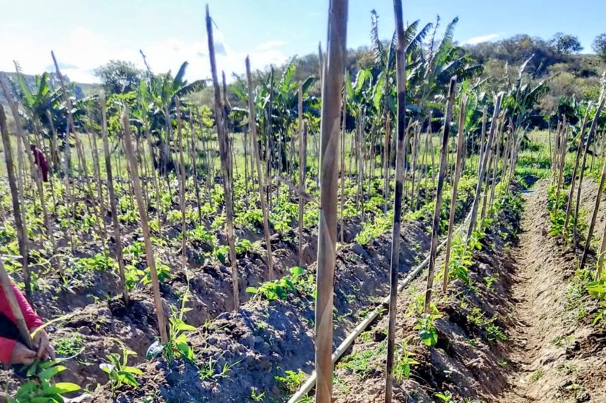 Ações da Coderse beneficiam mais de 90 mil pessoas do campo em 2024