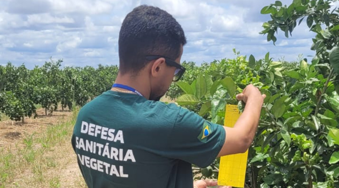 Certificação fitossanitária impulsiona comércio e garante a qualidade do citro em Sergipe