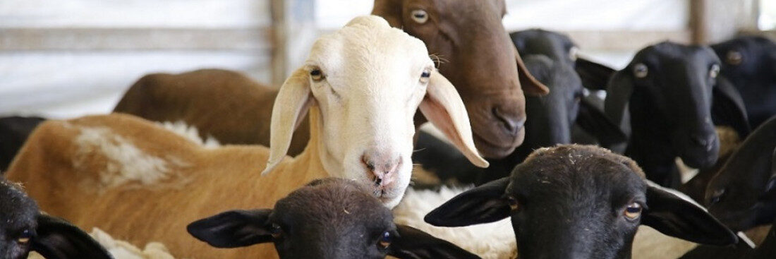 Produtores rurais devem atualizar cadastro pecuário a partir desta terça-feira dia 1º de abril