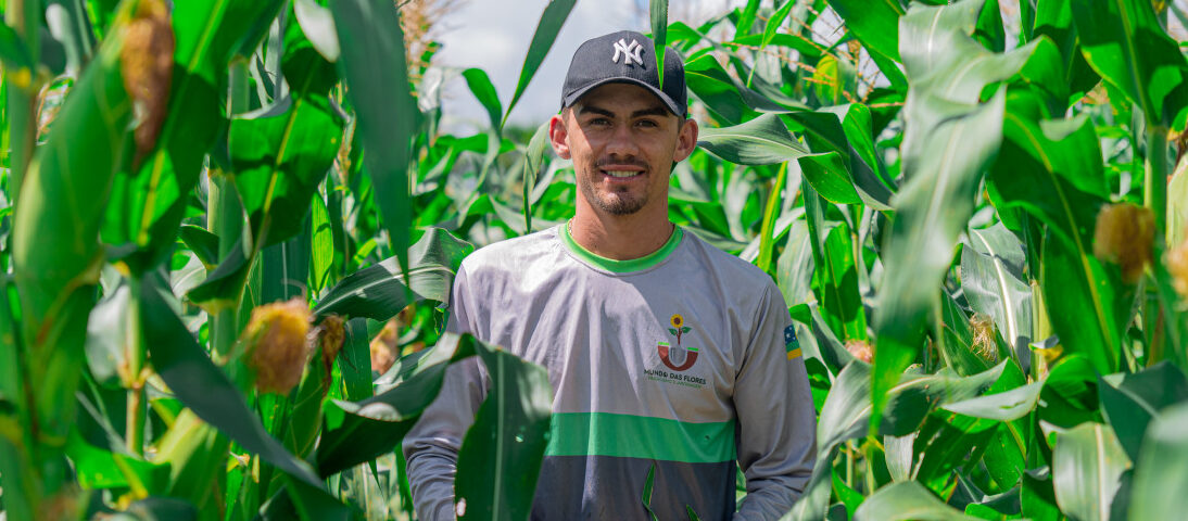 Produtores dos perímetros irrigados garantem produção de milho para o período junino