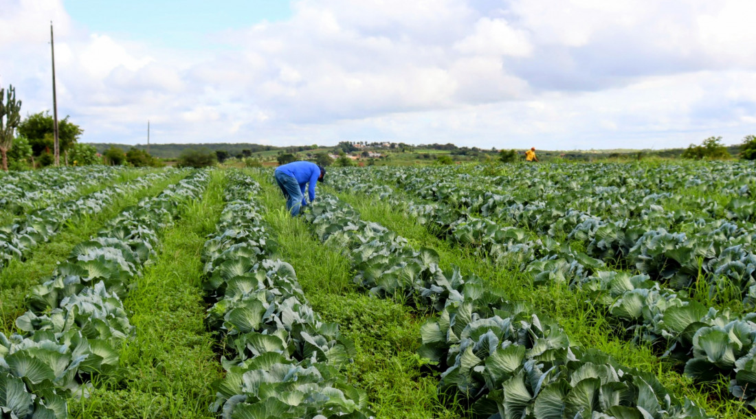 Sergipe produz repolho irrigado do centro-sul ao alto sertão
