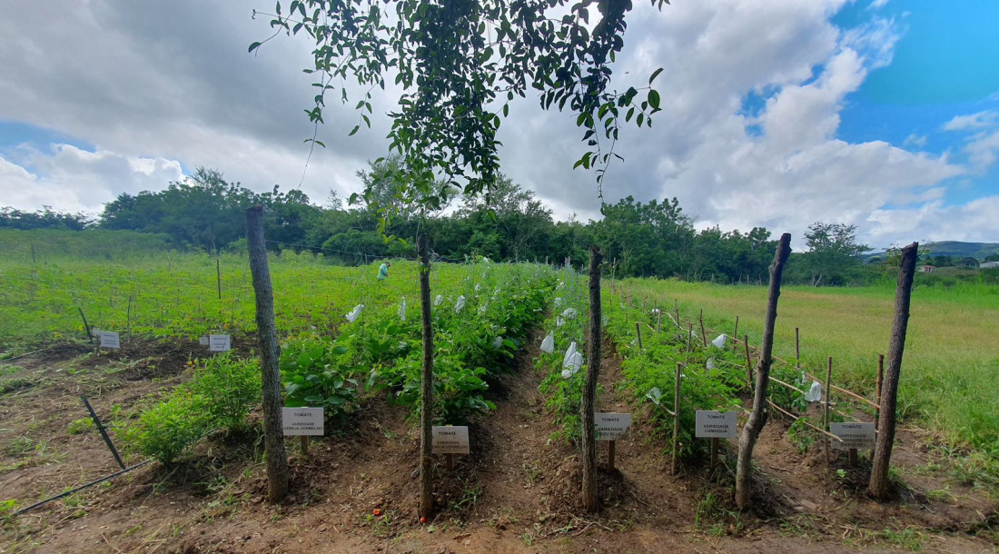 Emdagro avalia variedades de tomates para produção orgânica