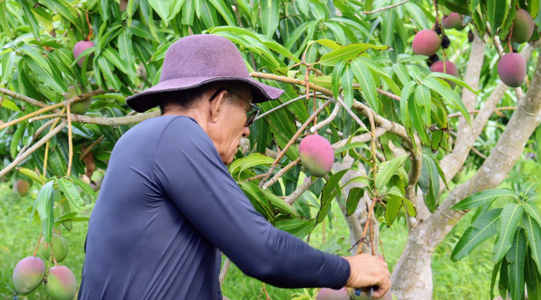 Técnicos do governo estadual levam experiência de uso do sulfocálcica para agricultores do Jacaré-Curituba