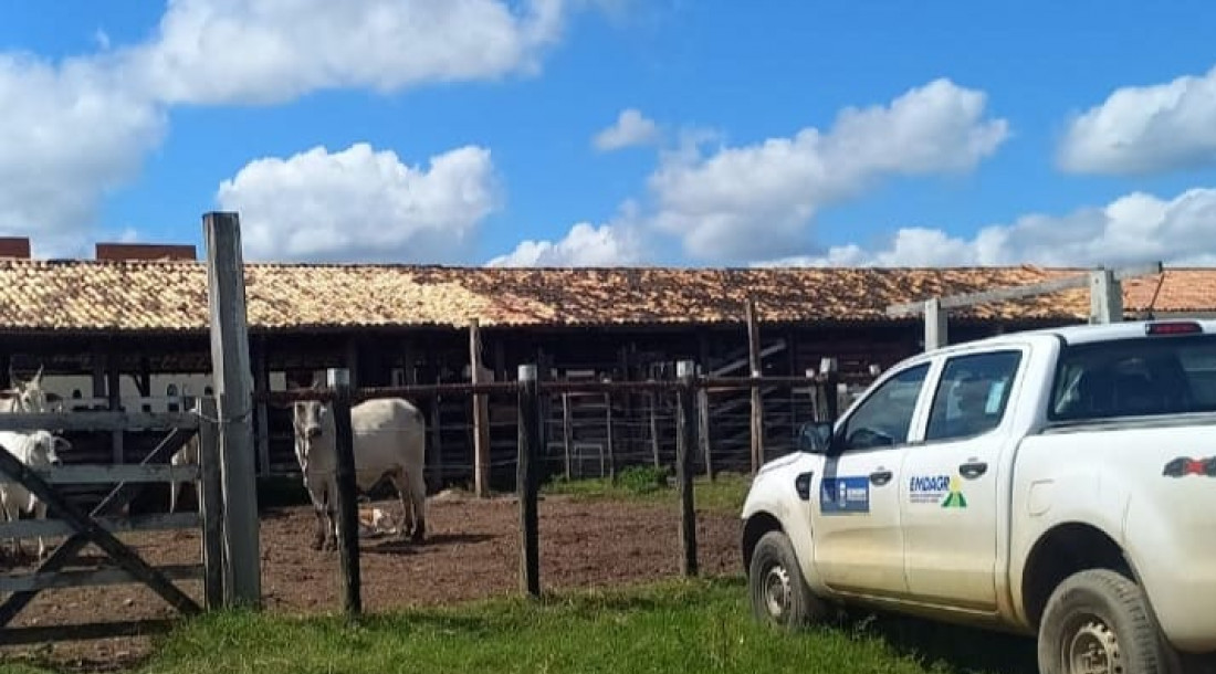 Emdagro intensifica fiscalização para garantir vacinação contra brucelose em Sergipe
