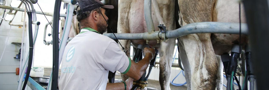 Sergipe figura com três municípios entre os 20 maiores produtores de leite do Brasil