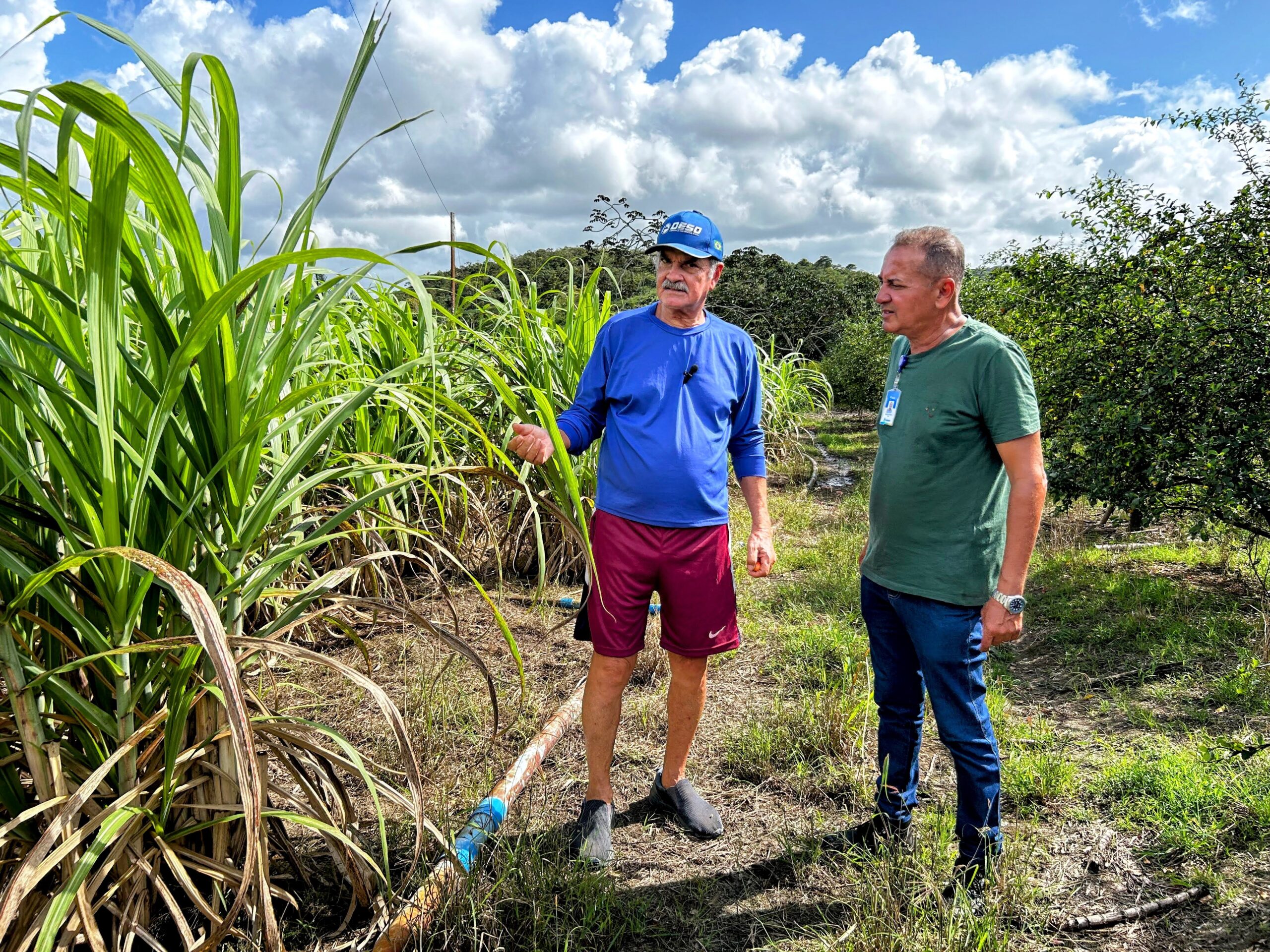 Governo do Estado incentiva a diversificação de culturas agrícolas na irrigação pública