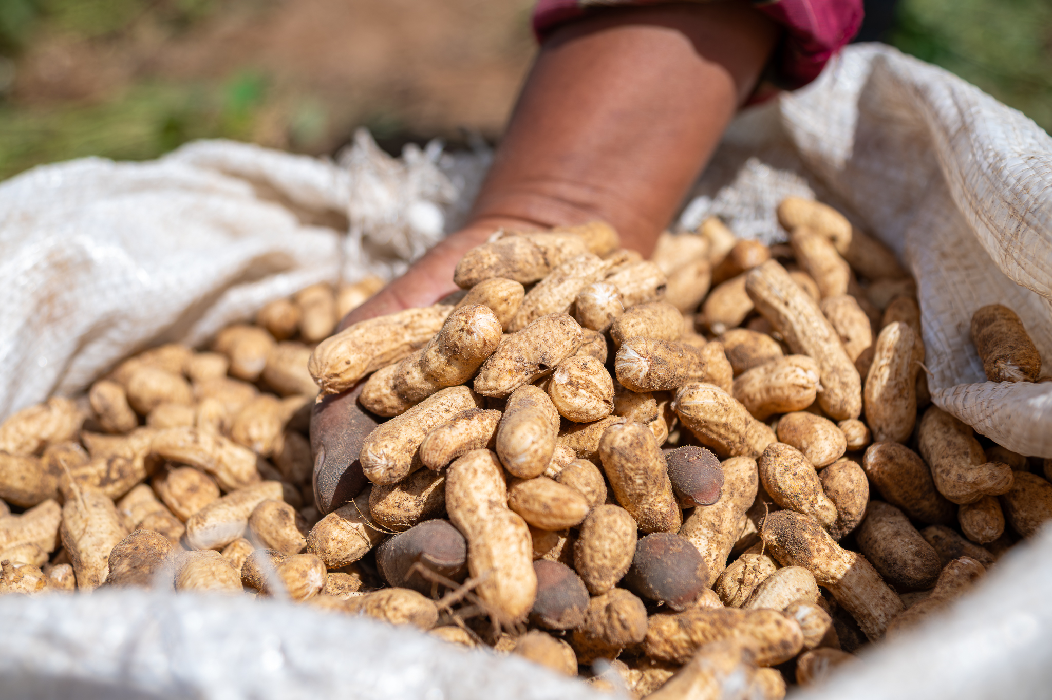 Perímetros irrigados do Governo de Sergipe garantem produção de amendoim durante todo o ano