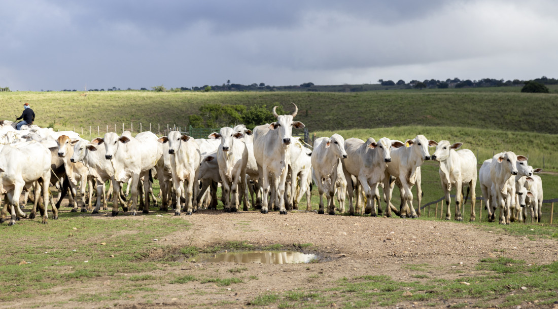 Sergipe consolida maturidade sanitária e fortalece vigilância após retirada da vacinação contra a febre aftosa