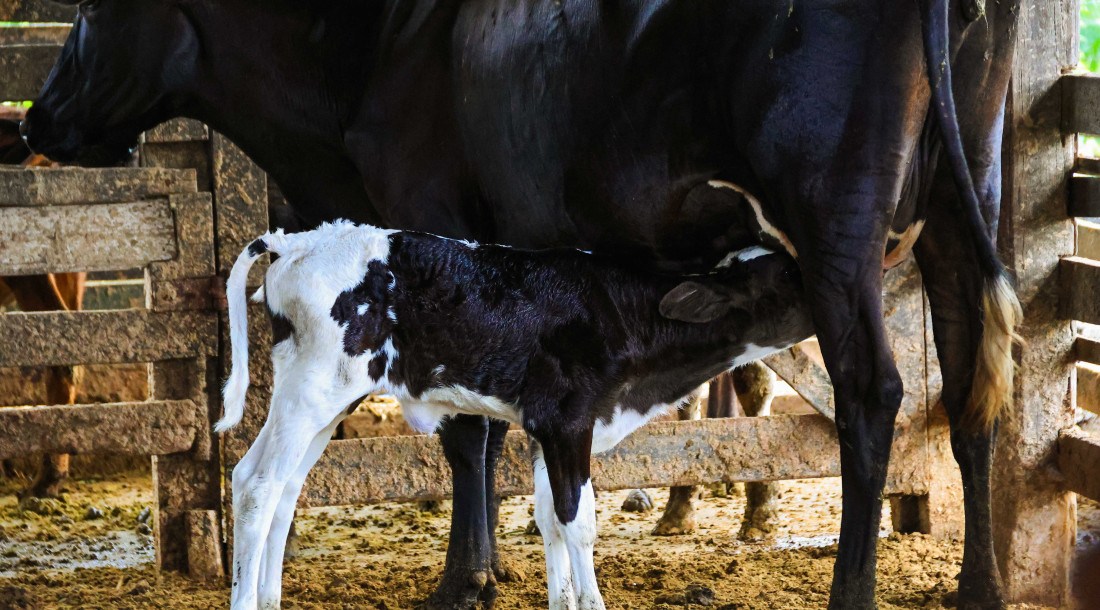 Programa estadual impulsiona melhoramento genético do rebanho bovino de pequenos produtores