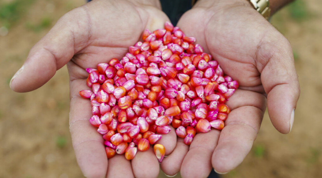 Programa Sementes do Futuro impulsiona produção de milho e deve movimentar R$ 28 milhões na economia sergipana