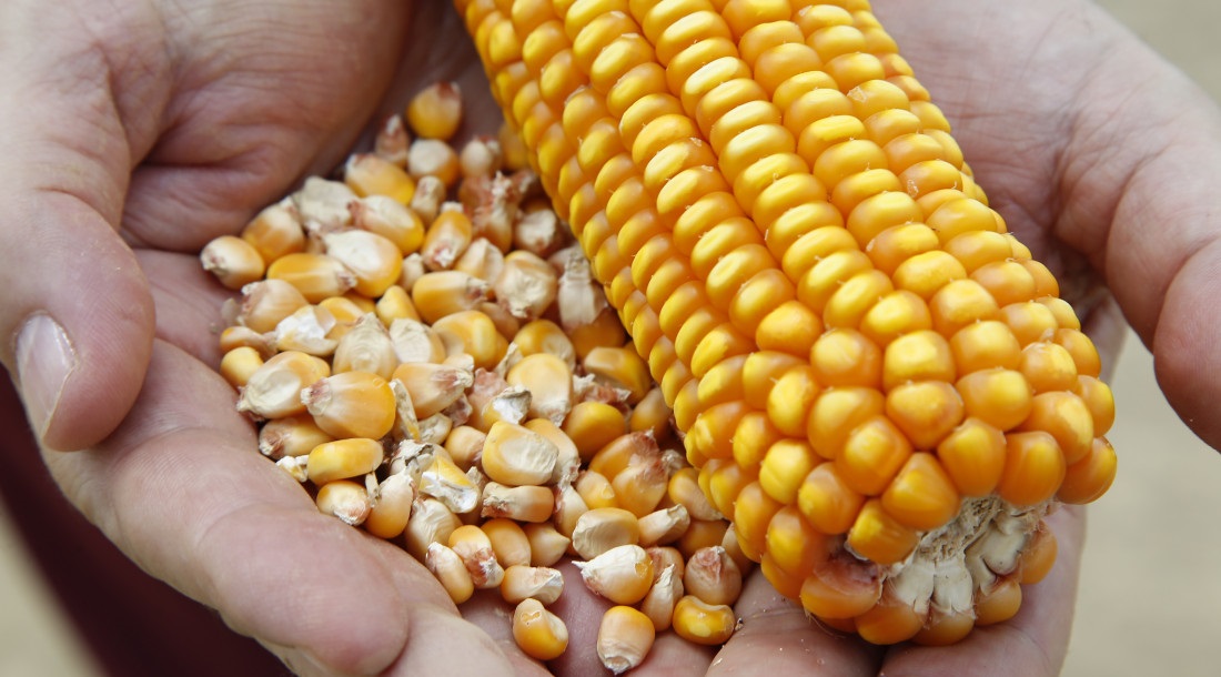 Com incentivos do Governo e apoio técnico, produção de milho em Sergipe teve aumento de quase 20% nos últimos quatro anos