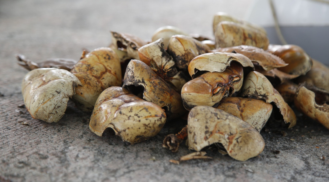 Projeto transforma cascos de caranguejo e siri em biofertilizante para a agricultura familiar