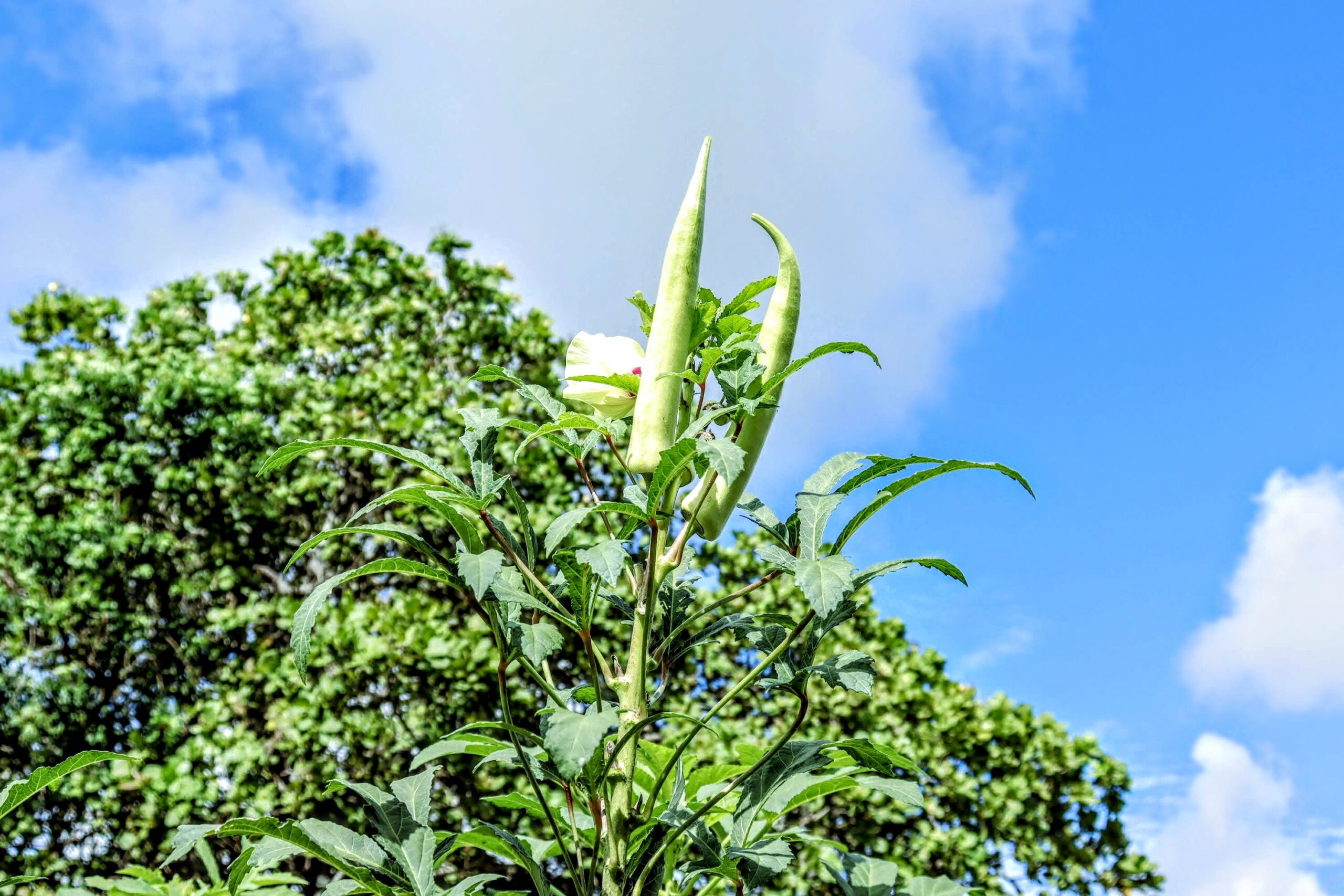 Quiabo está entre principais culturas da irrigação pública de Sergipe