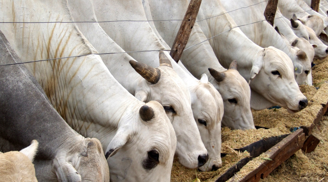 Emdagro inicia Campanha de Atualização Cadastral de Rebanhos em Sergipe