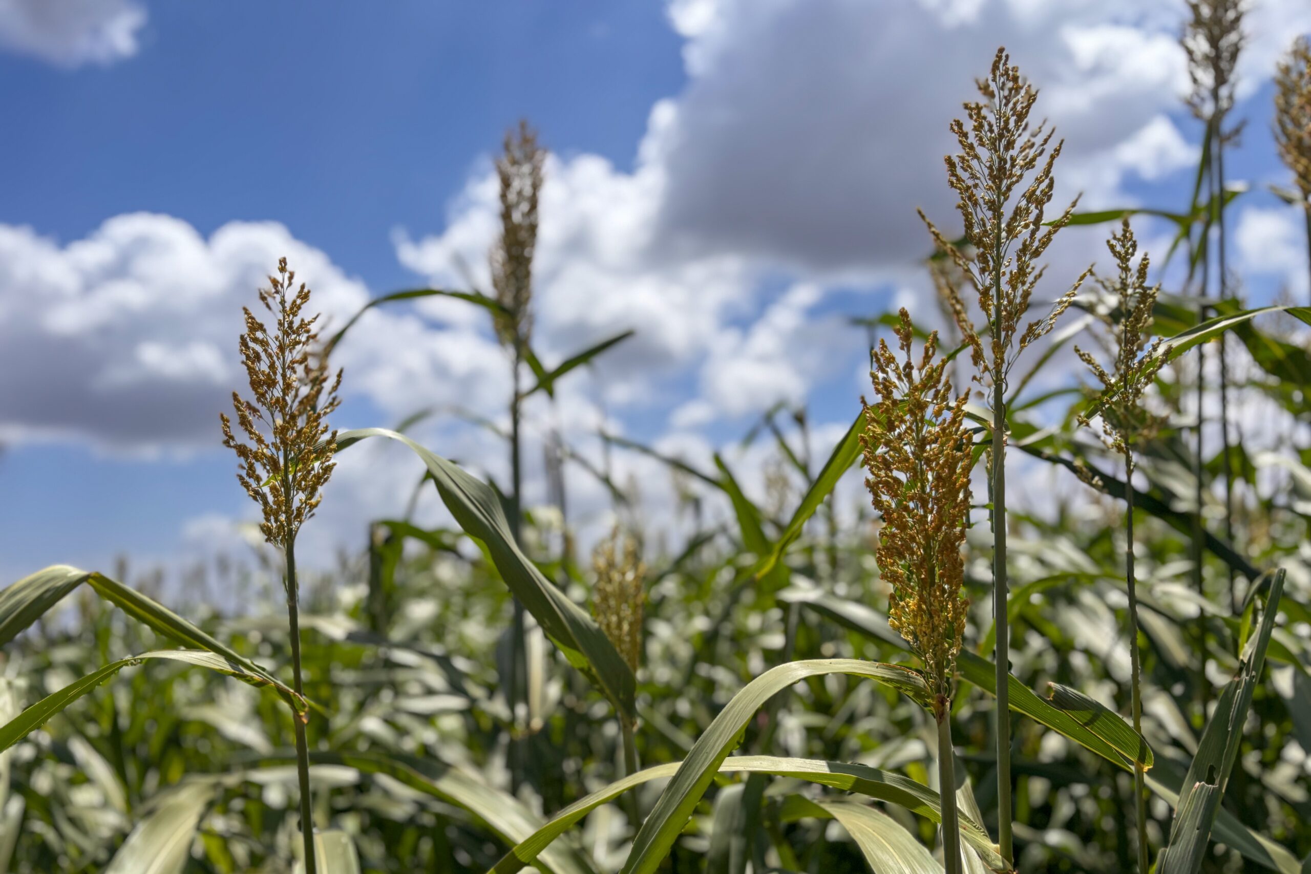 Perímetro Califórnia amplia produção de milho e sorgo para garantir alimentação animal durante estiagem